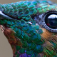 Illustration for article titled The Detail In This Hummingbird Photograph Is Unreal